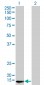 POLR2D Antibody (monoclonal) (M01)